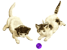 kittens playing